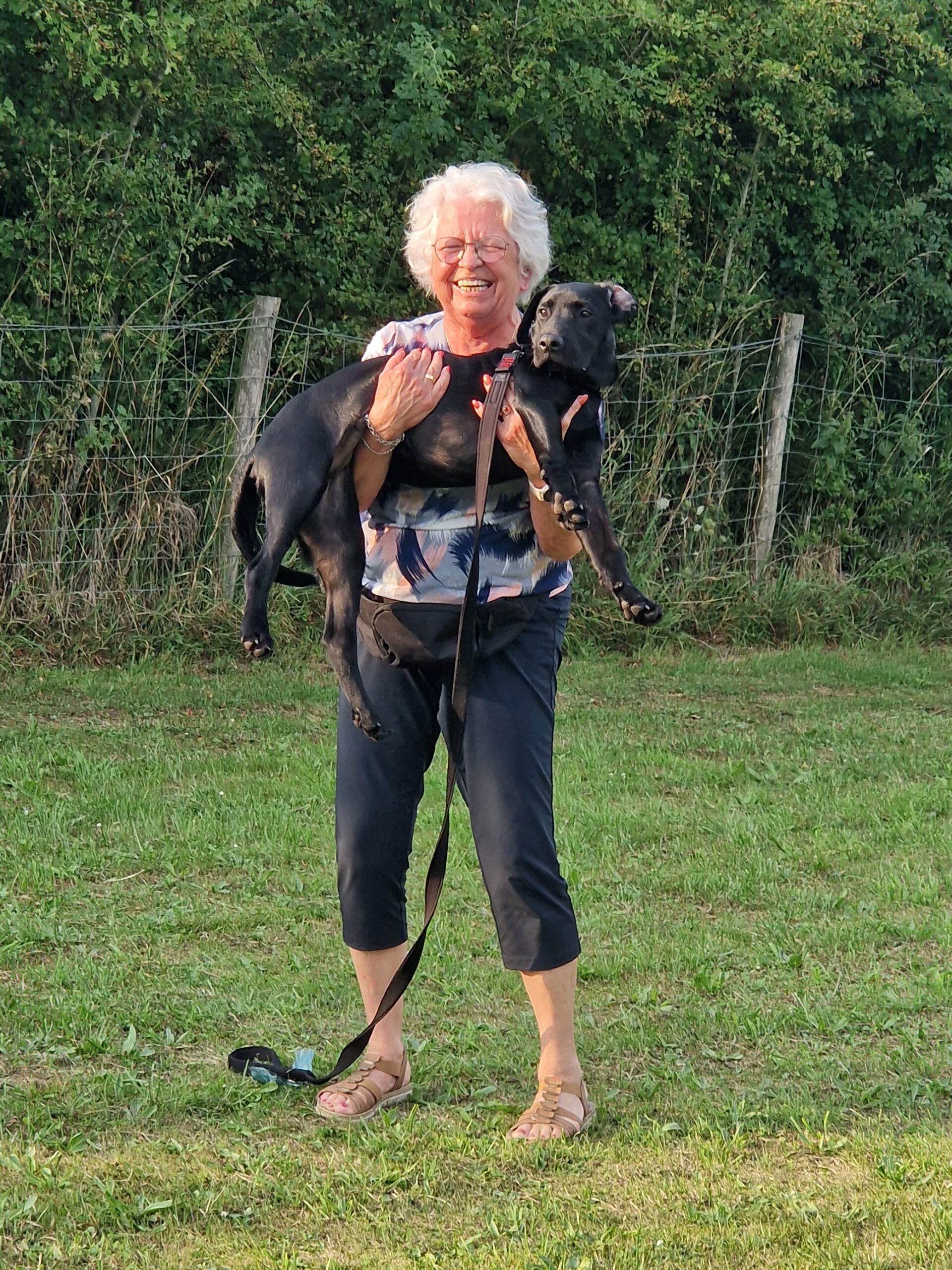 tillende hond